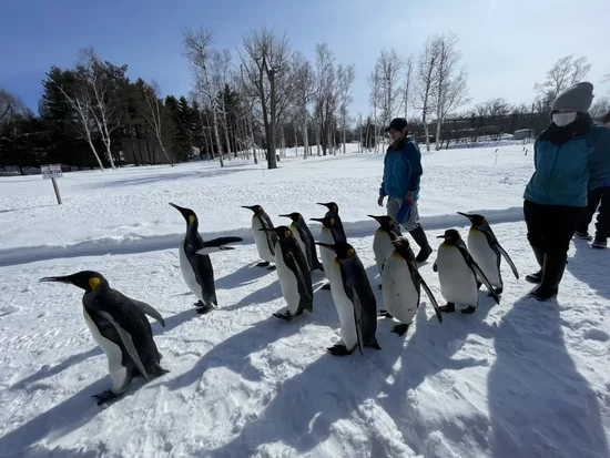 地域貢献 ペンギン散歩道の除雪