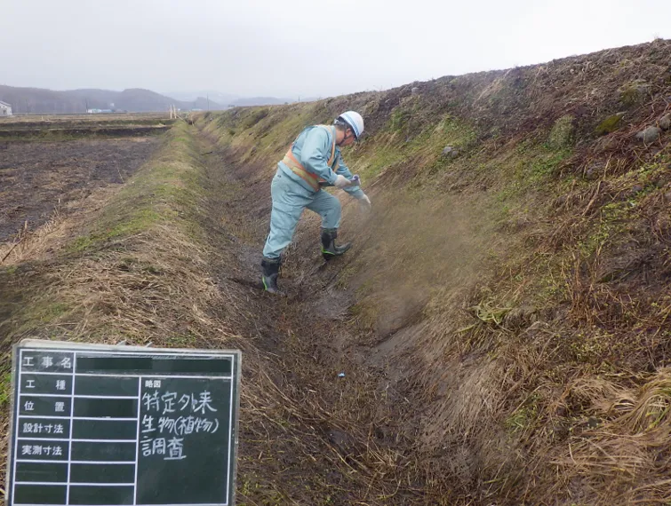 特定外来生物(植物)調査