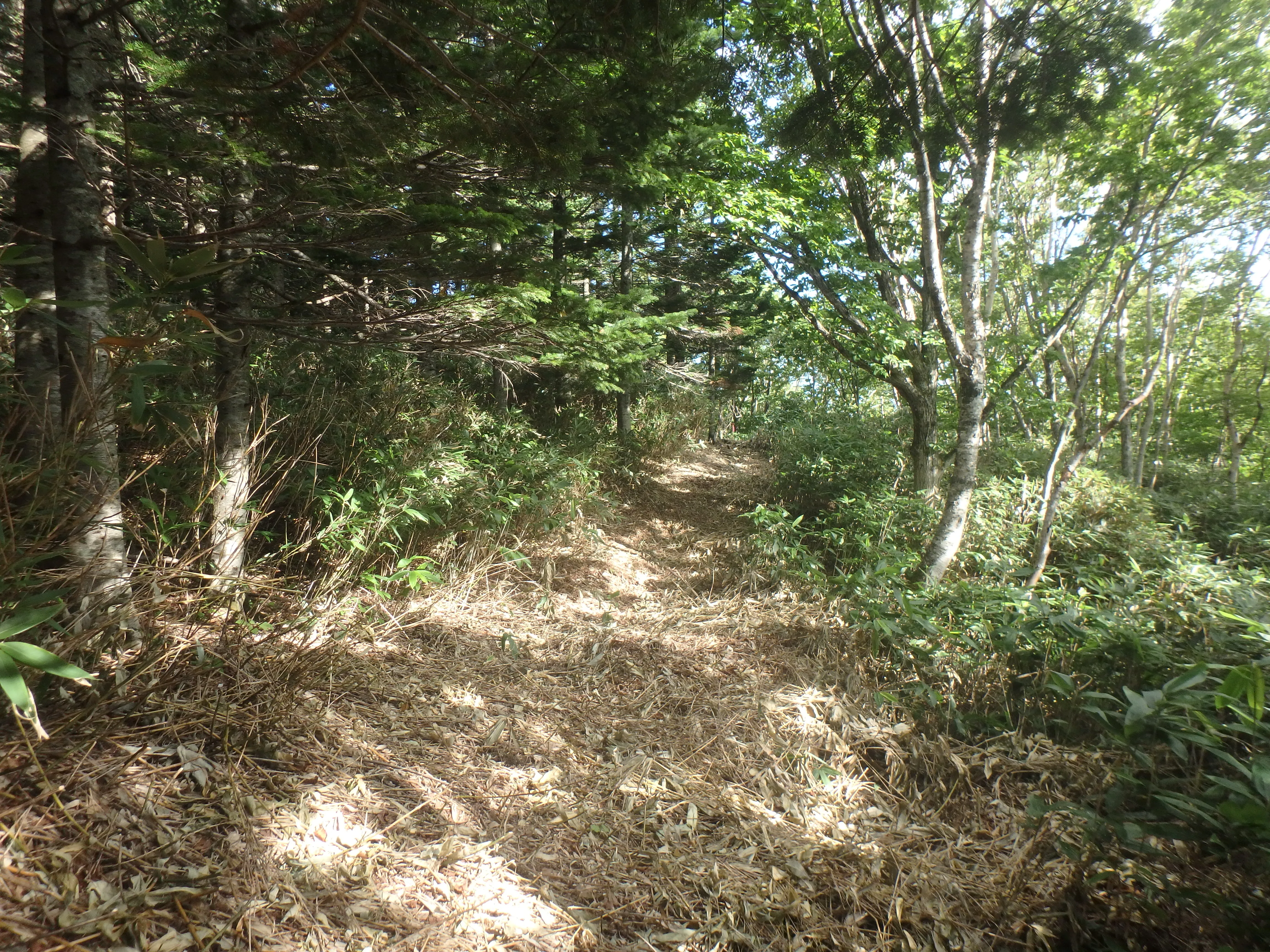 林道設計の様子