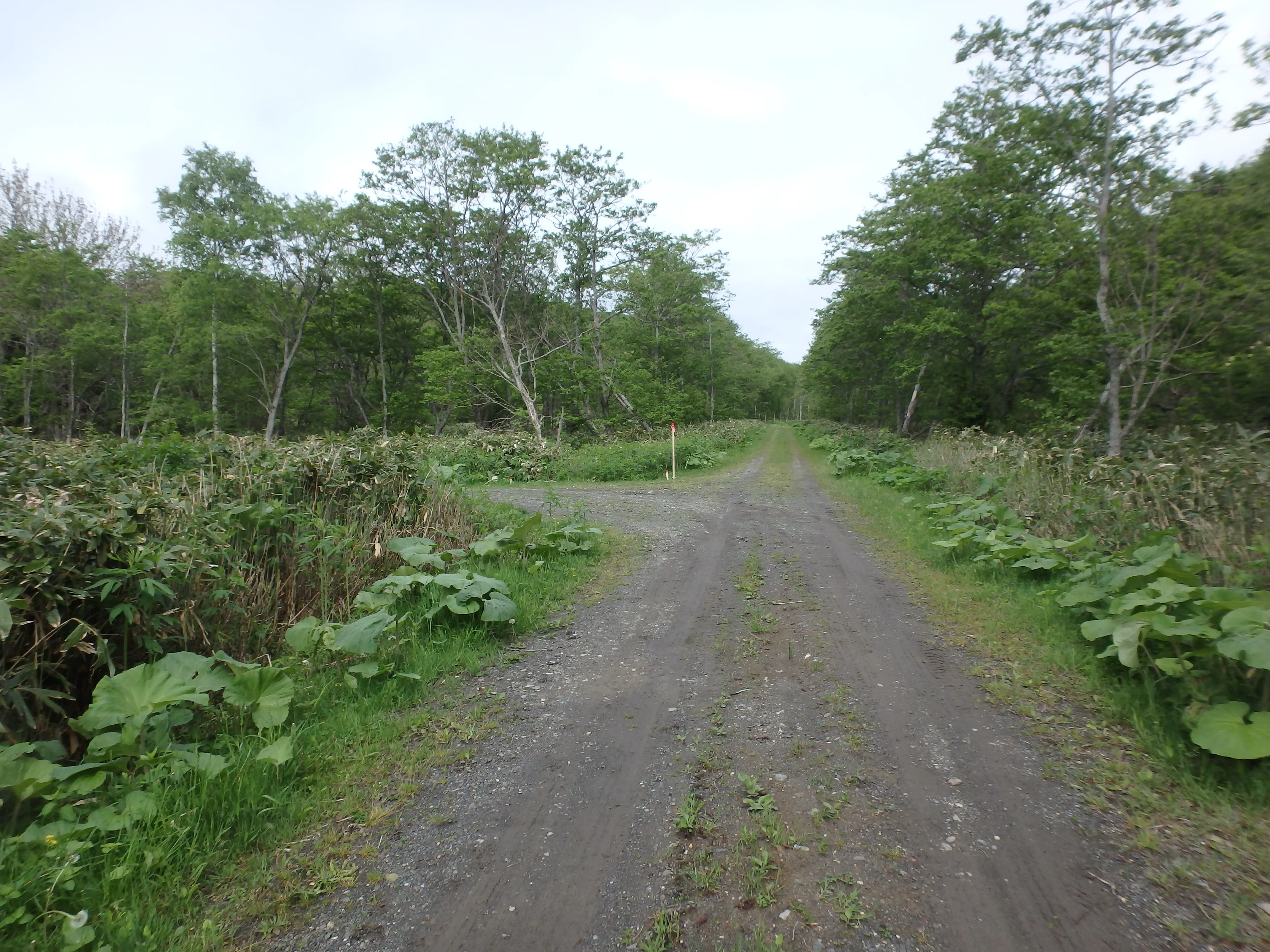 林道設計の様子