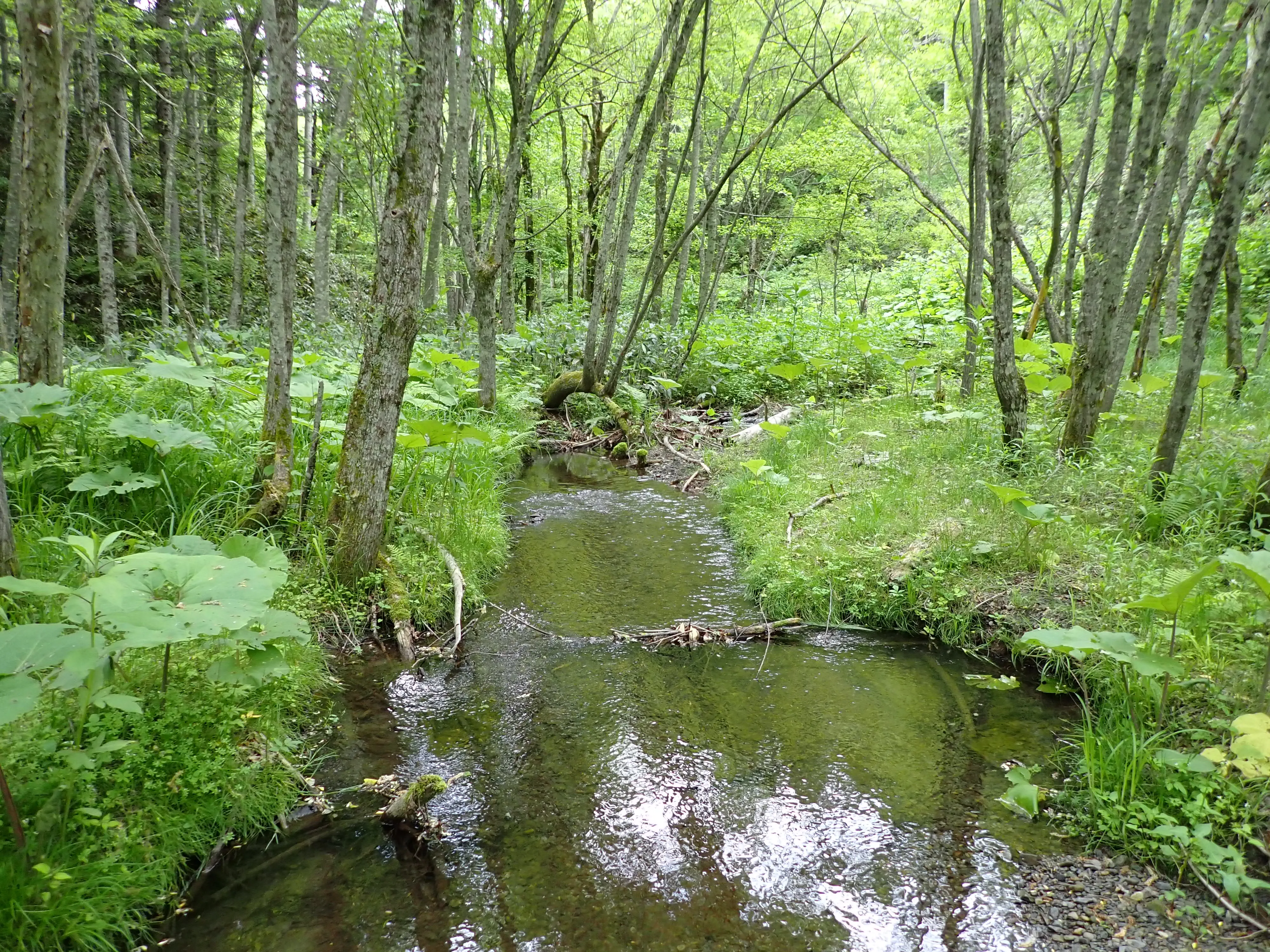 治山施設点検・パトロールの様子