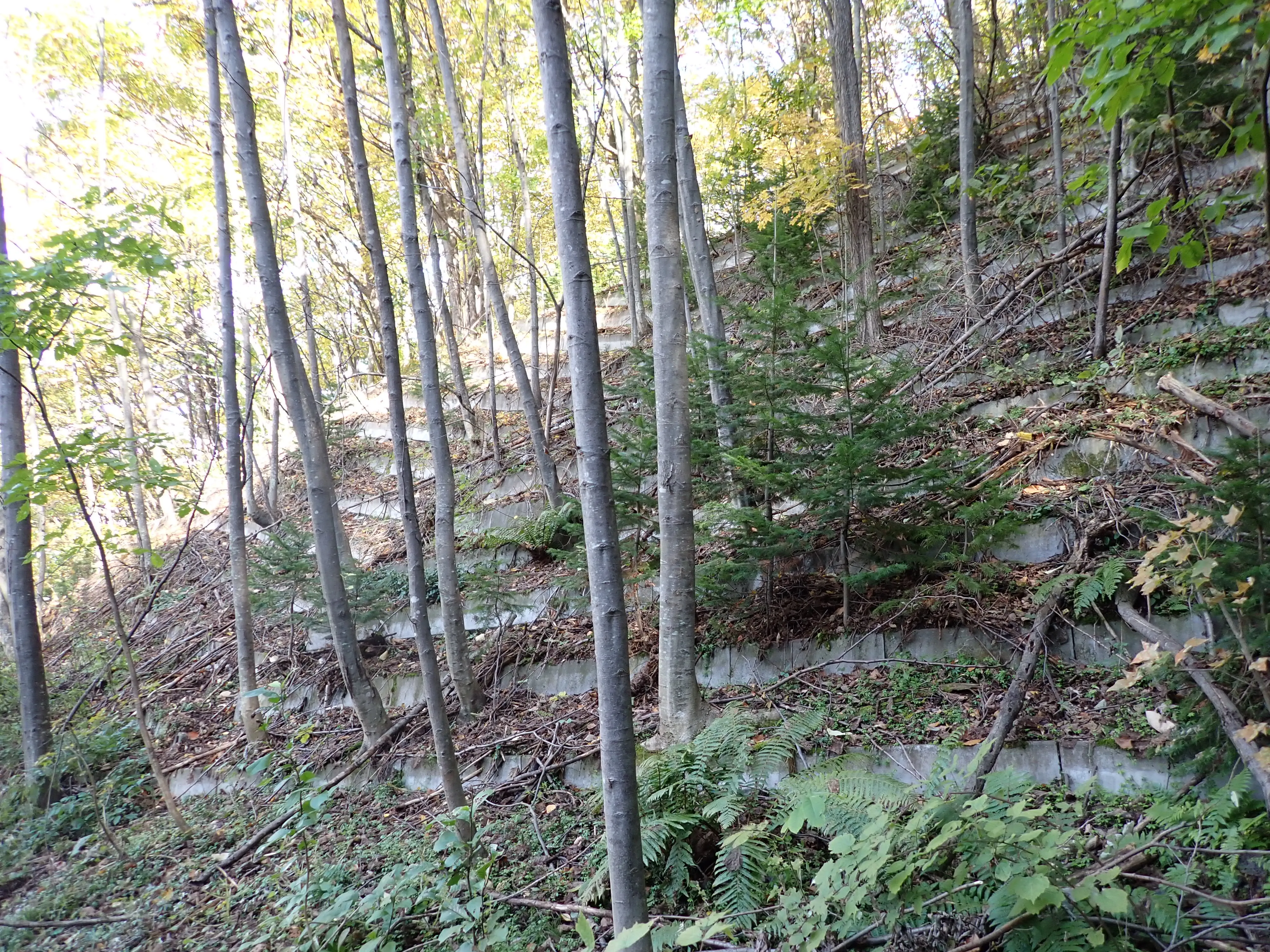 治山設計の様子